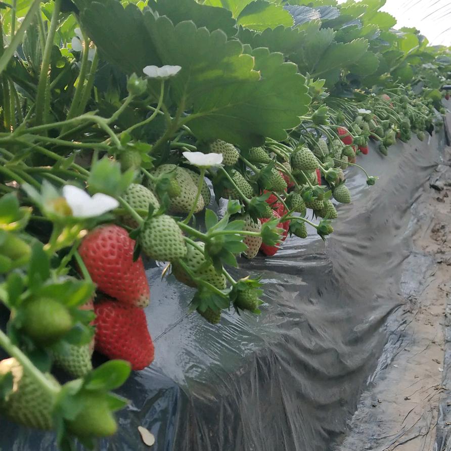 柴家草莓采摘园