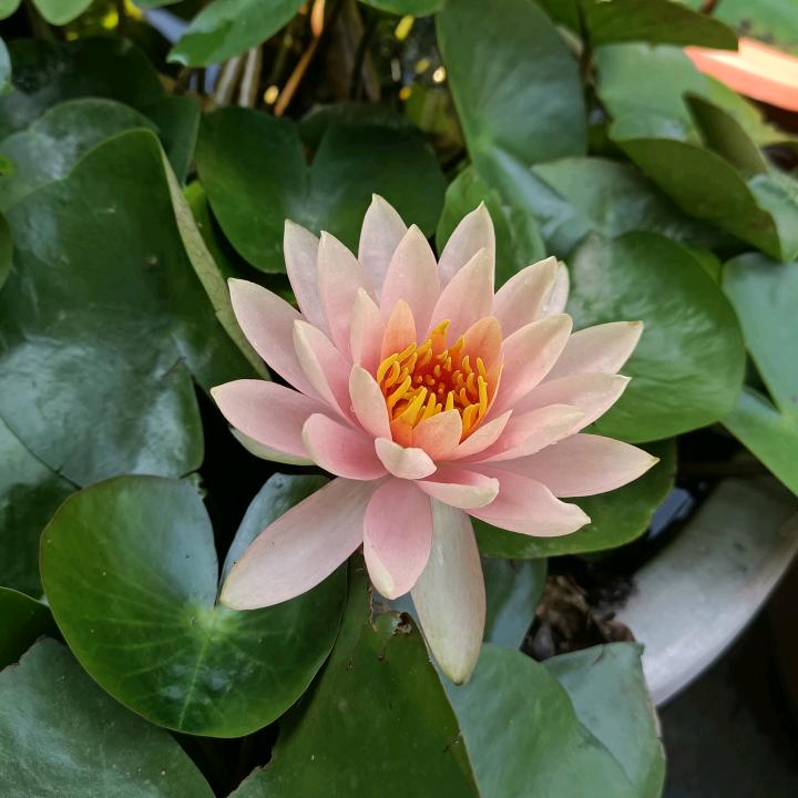 清晨🍀