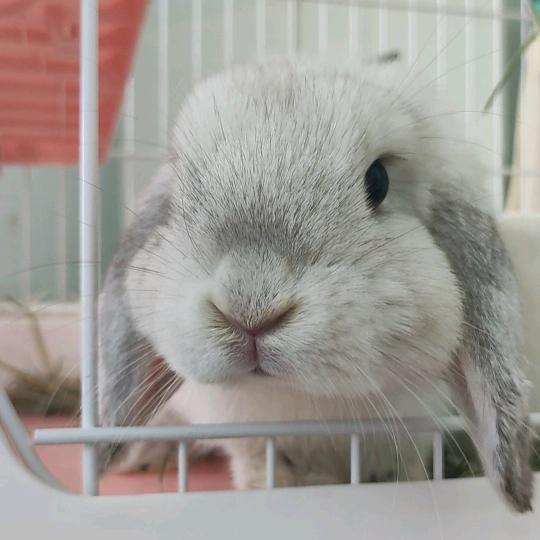 两只傻兔子