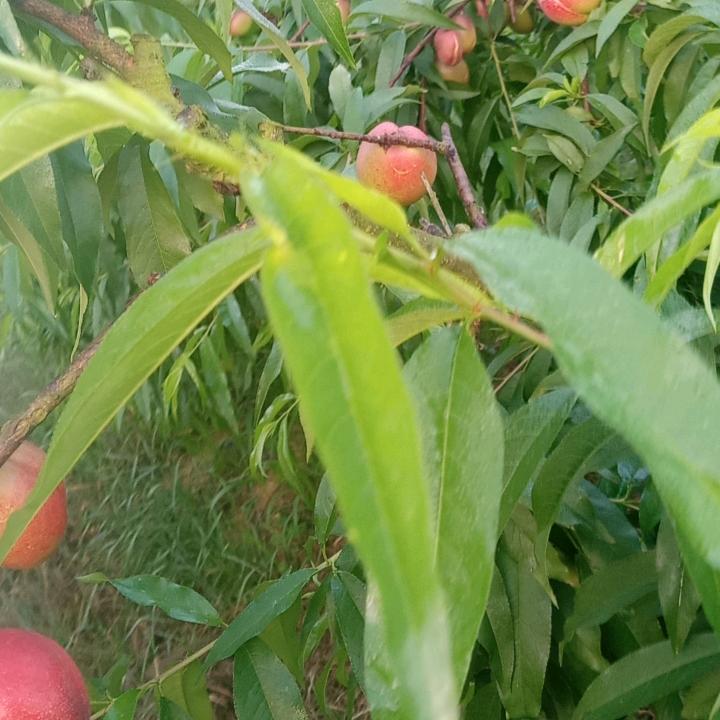 桃王