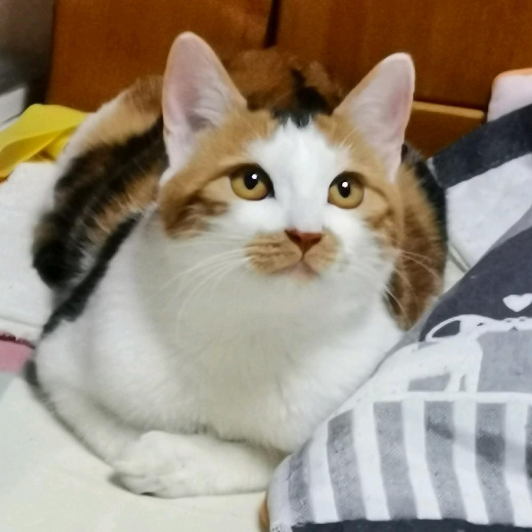 ^O^简单^O^