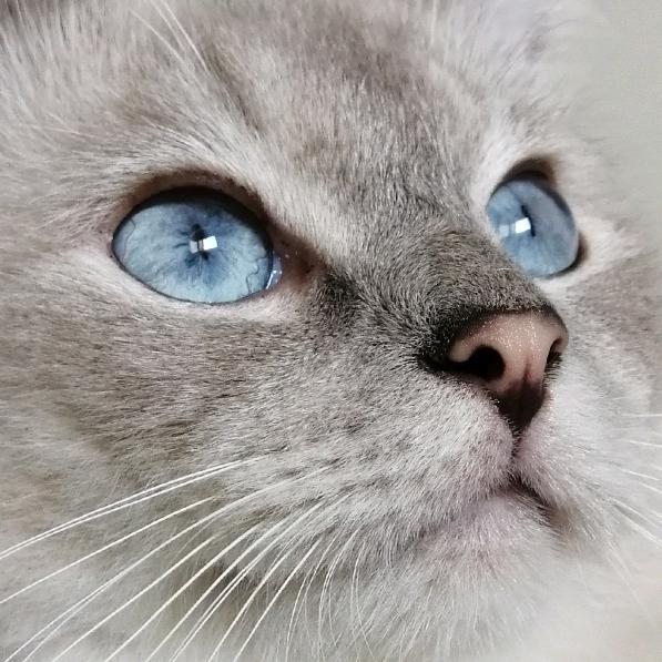 皮皮滚