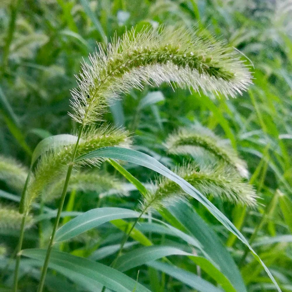 太阳花