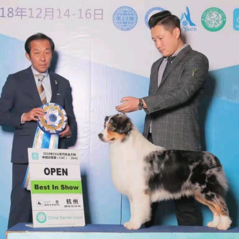 澳牧哥（尚品澳牧 尚品迷你澳牧）