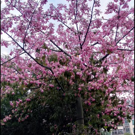 家人平安