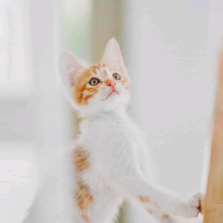 优优