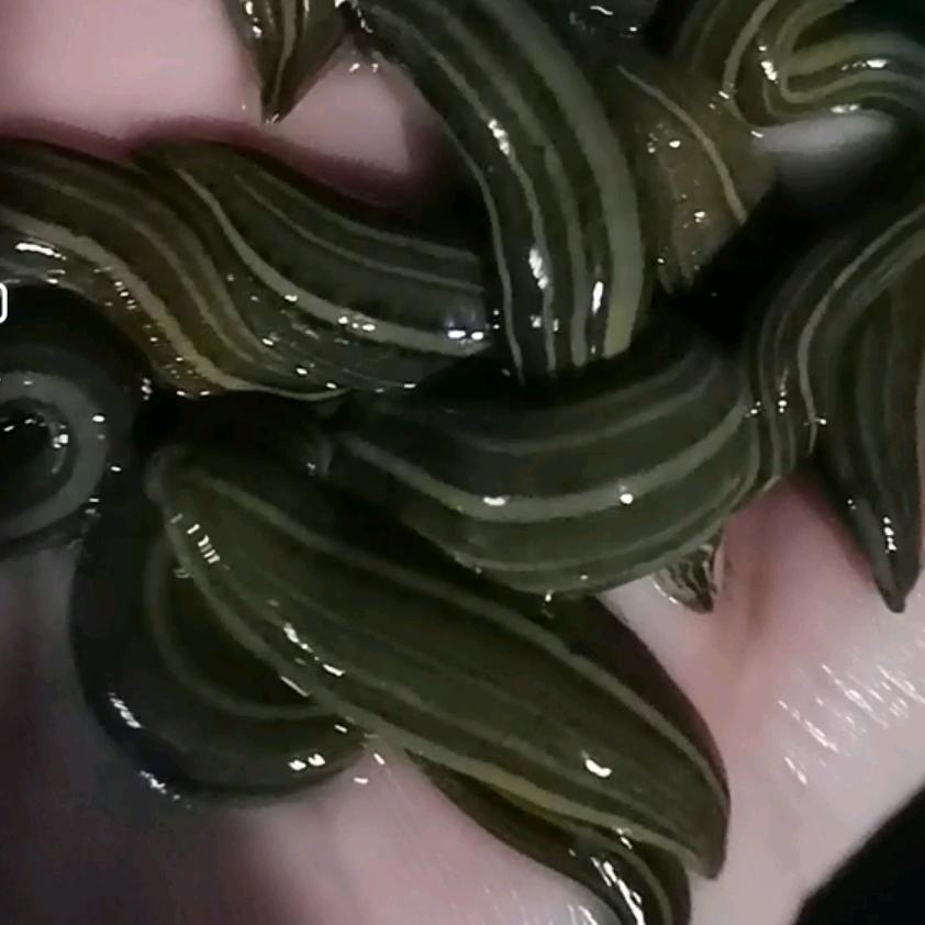 水蛭蚂蝗（医蛭）