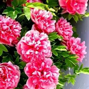 往事如烟(拒绝连赞)