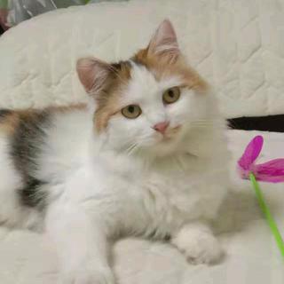 静静是只猫