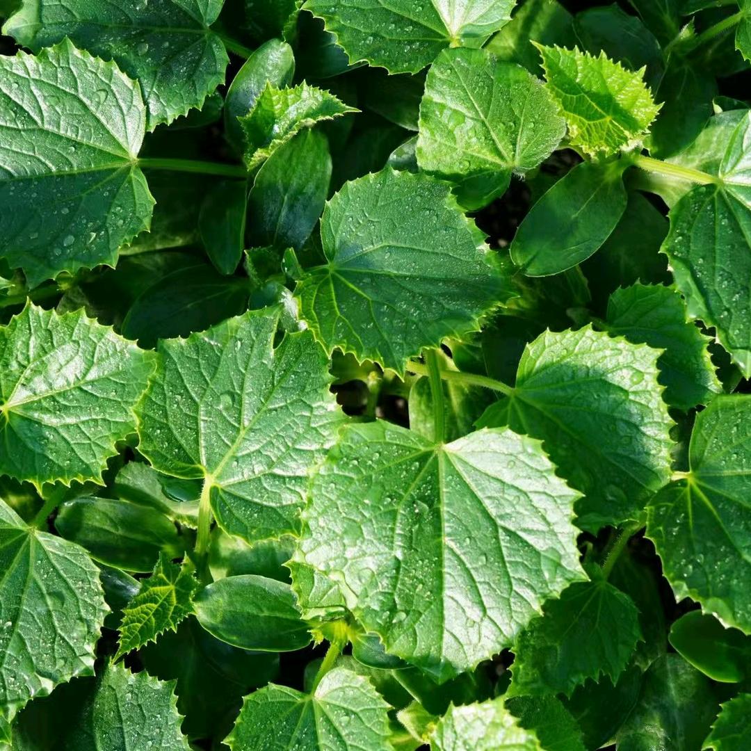 徳瑞特种业（博金种苗)寿光基地