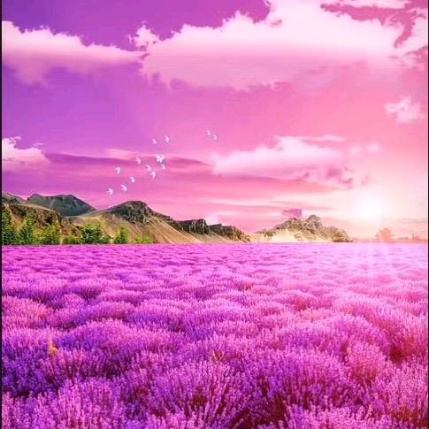 玄紫～鹤鸣老师助教