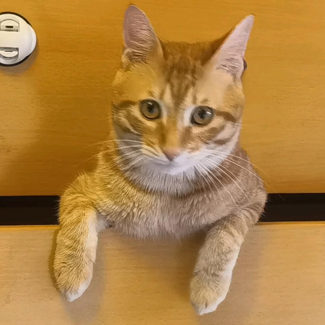 😺帅小虎🐯