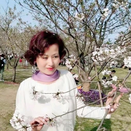 紫藤花开