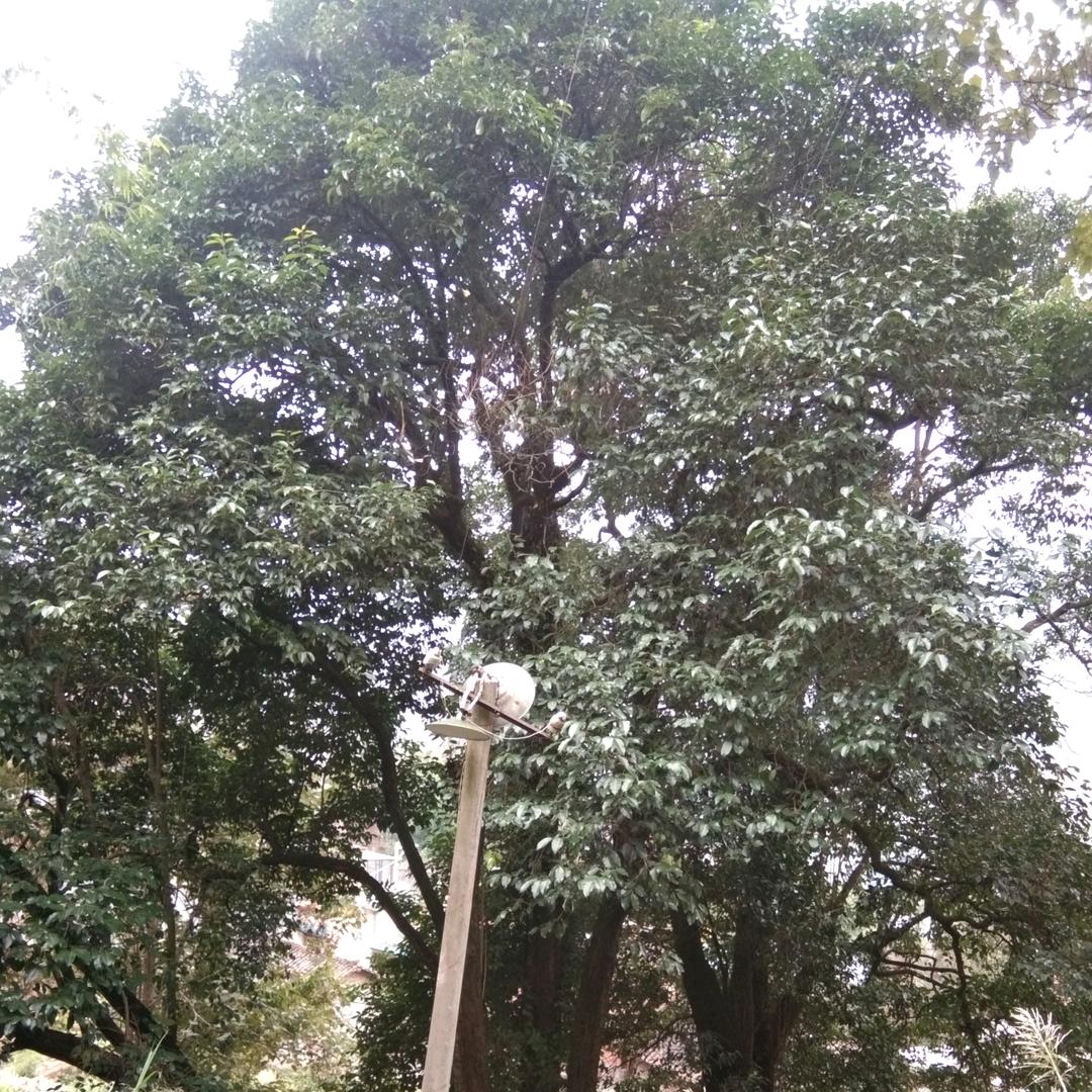 施启