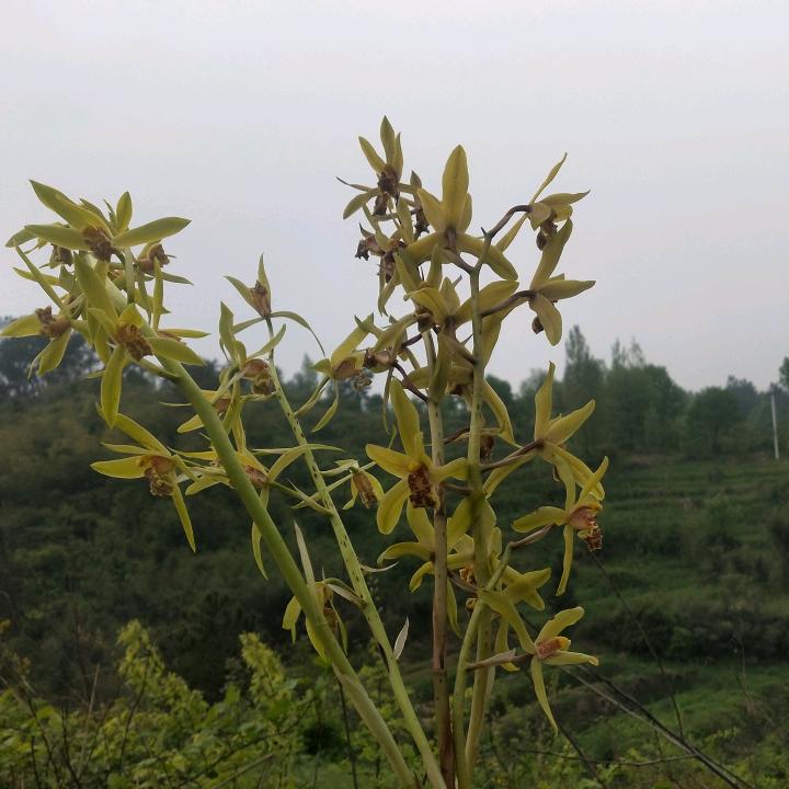 爱吃巧克力糖🍬