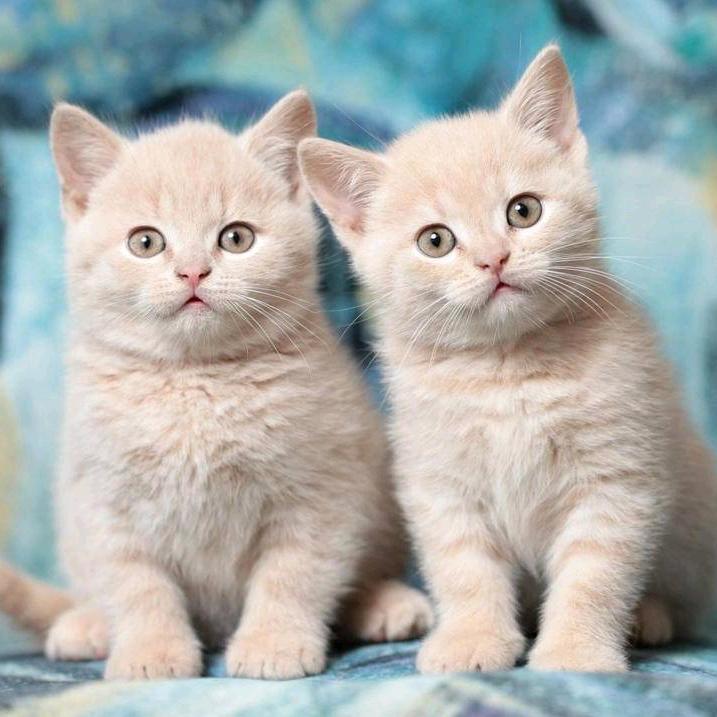 郝乐(●—●)胖嘟嘟