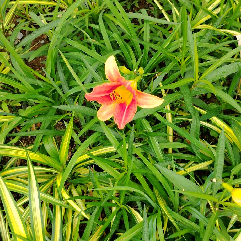 下一站幸福程荣