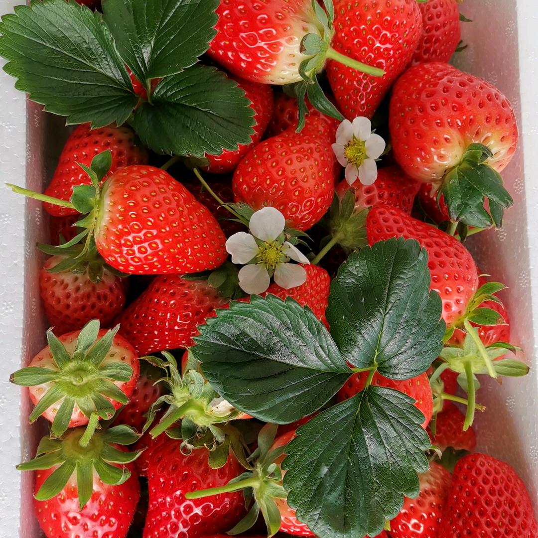 杨姐香莓采摘园官方号