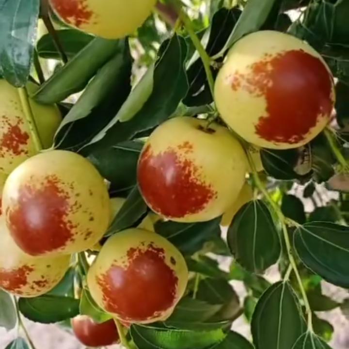 沾化冬枣