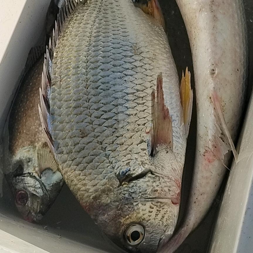 海钓漳浦 文（钓鱼可约）