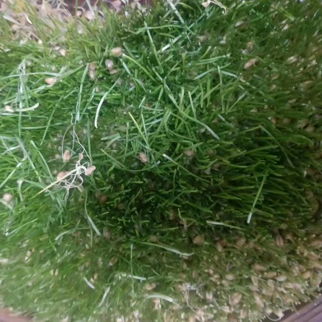 纯手工麦芽糖