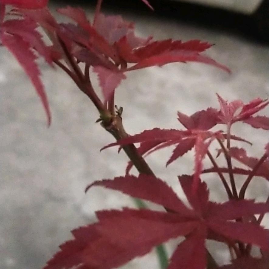 留金岁月