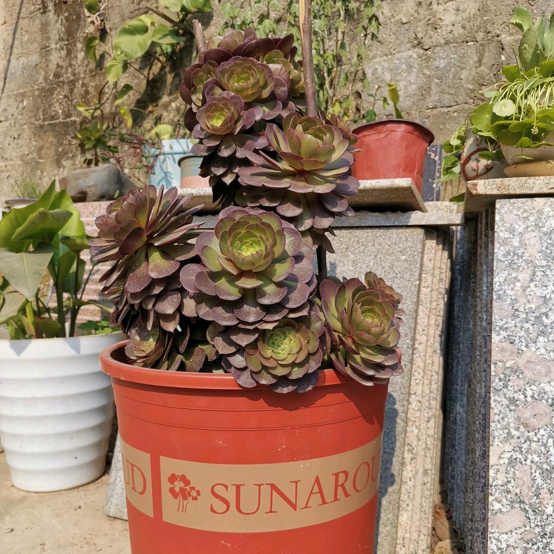 命福@燕子姐姐（飘香烤饼）