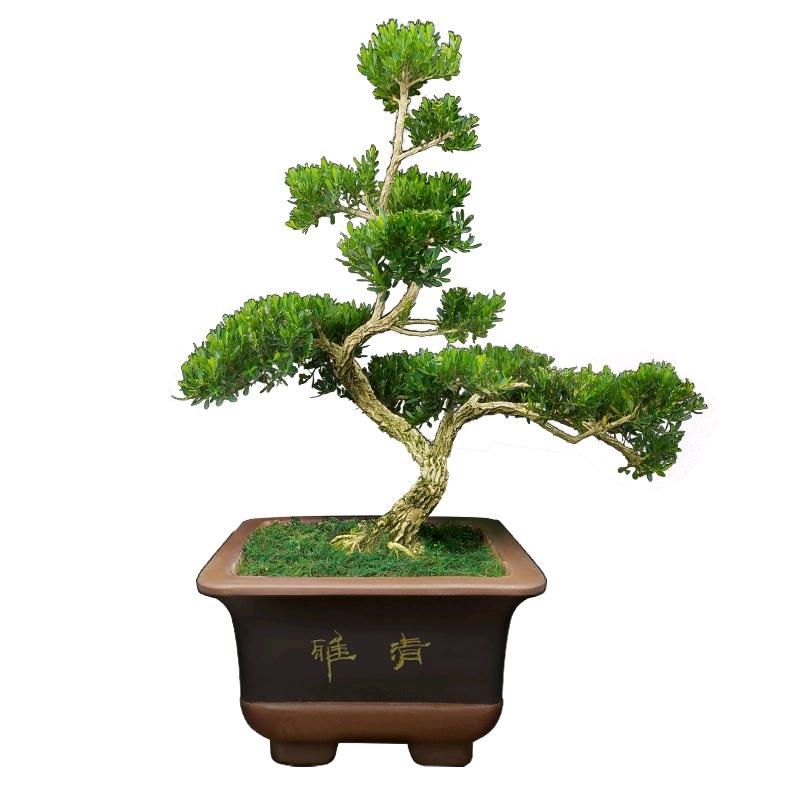 苏北高杆黄杨基地