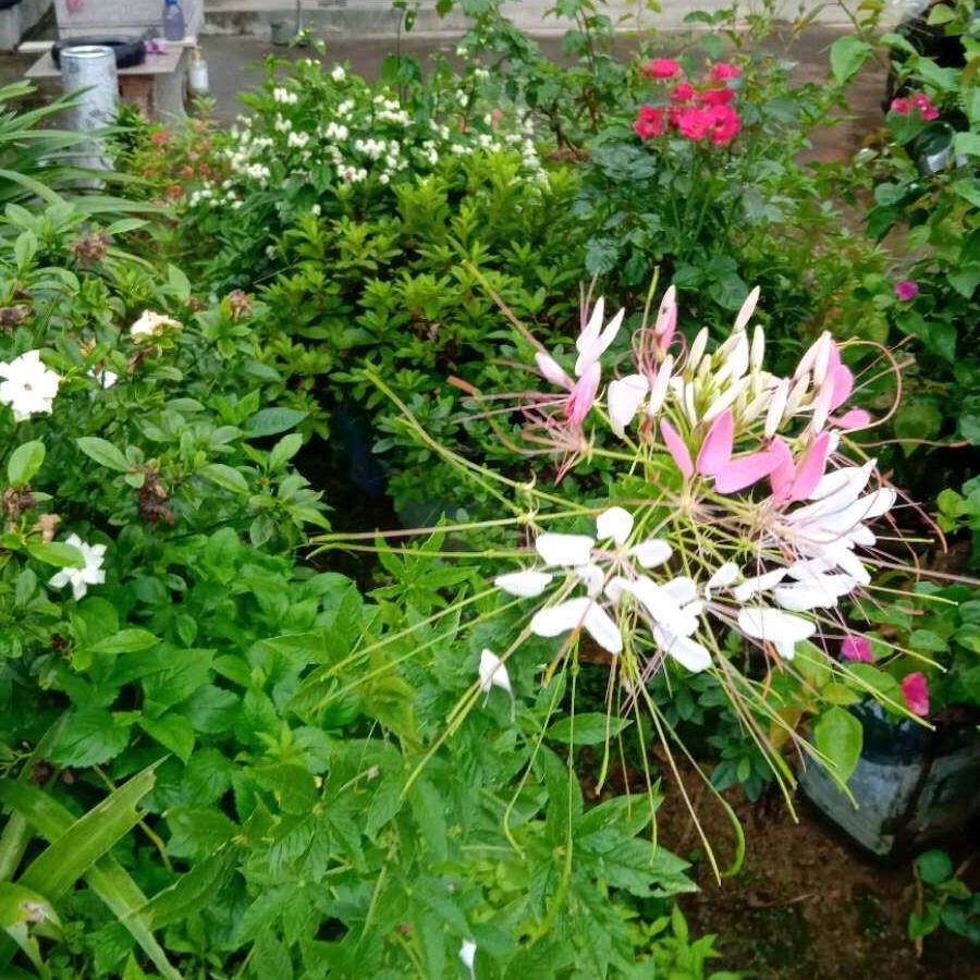 暖阳🌸