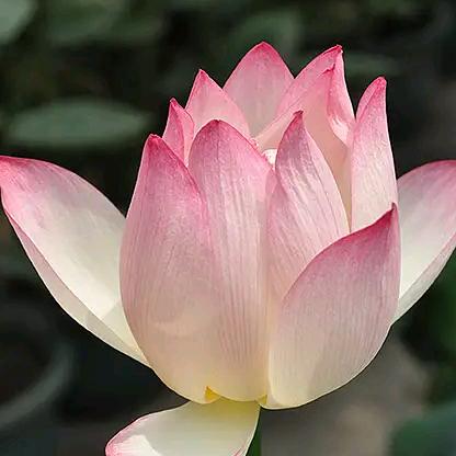 默荷