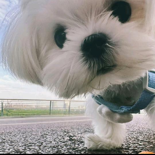 西红柿炖他码头