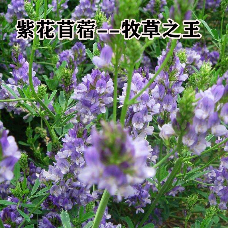 方元农场#牧草批发