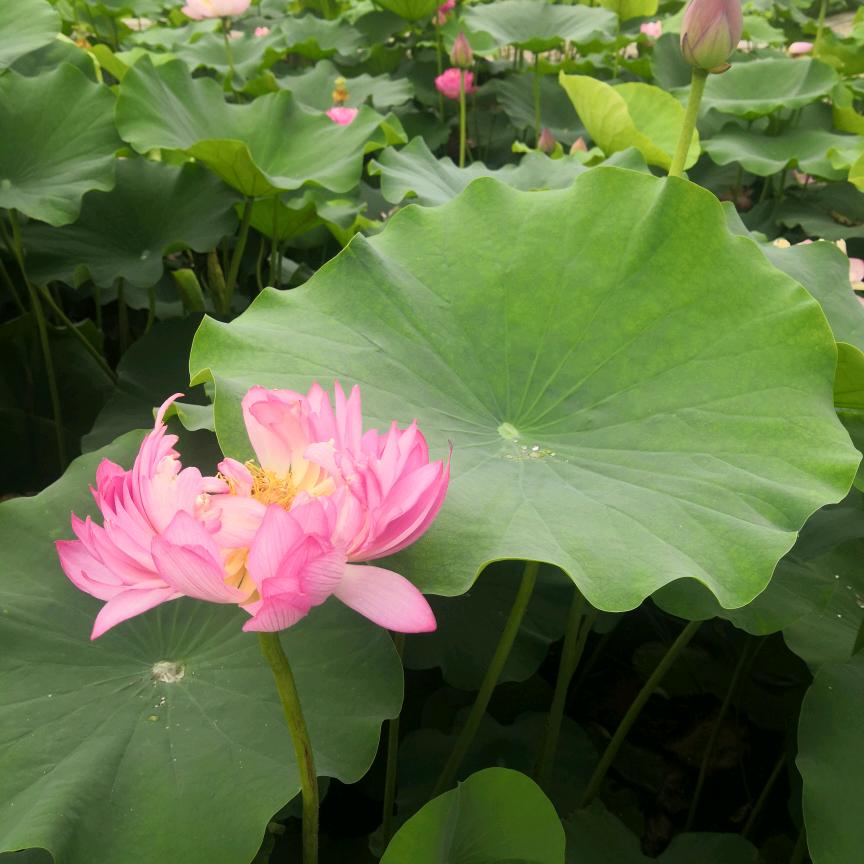 雨中散步