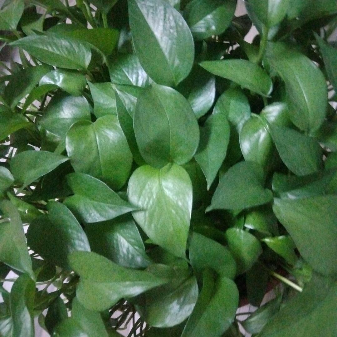 高平小丽