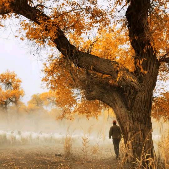 用户1555127173132菁儿