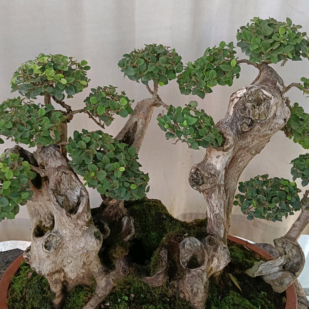 林氏花卉1