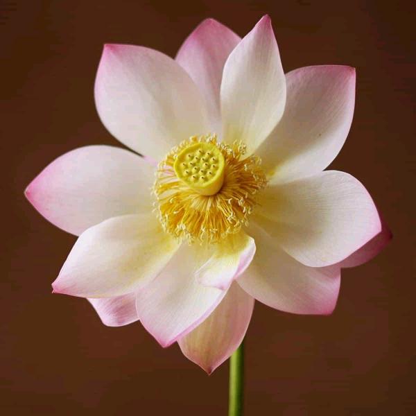 向阳花开