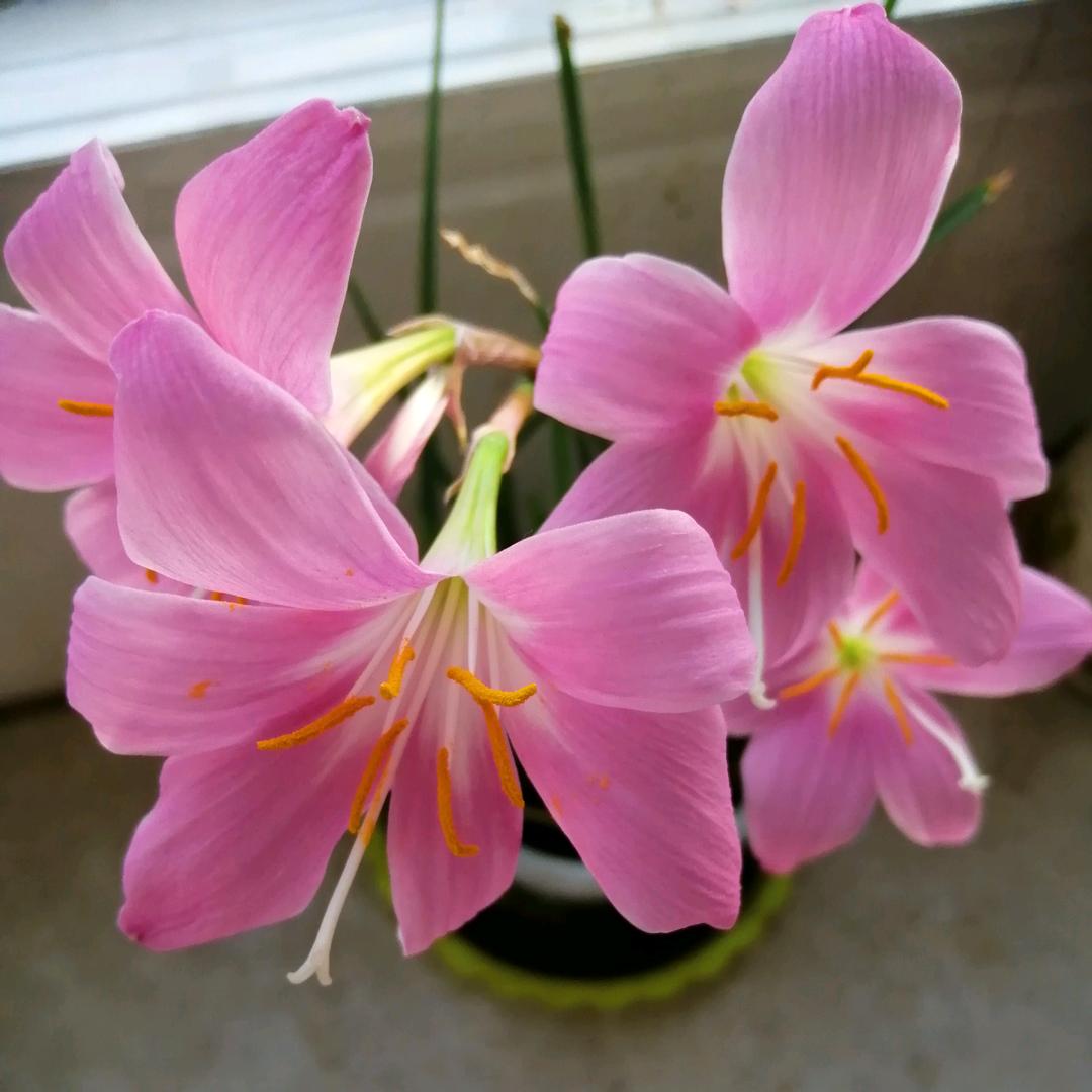 🌸樱花🌸树下🌸