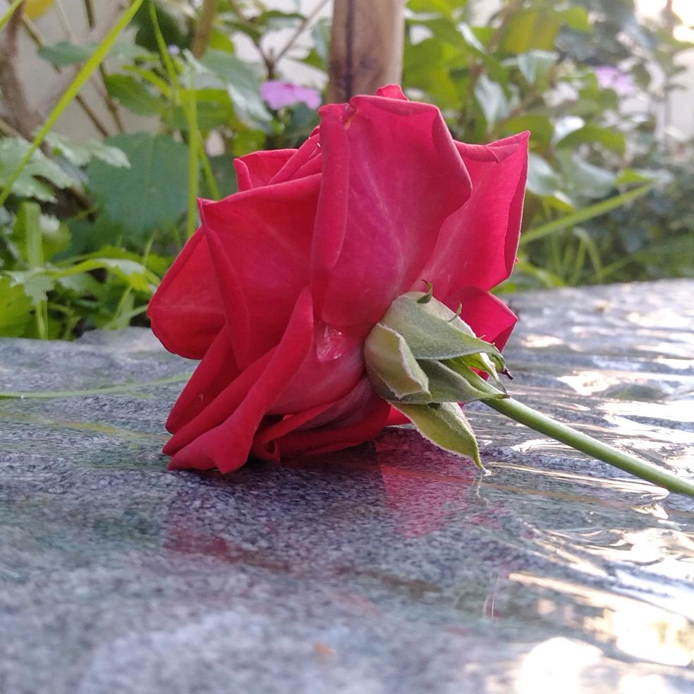 ᰔᩚ᭄心想💞ℛ事成꧔ꦿᩚ࿐🕊