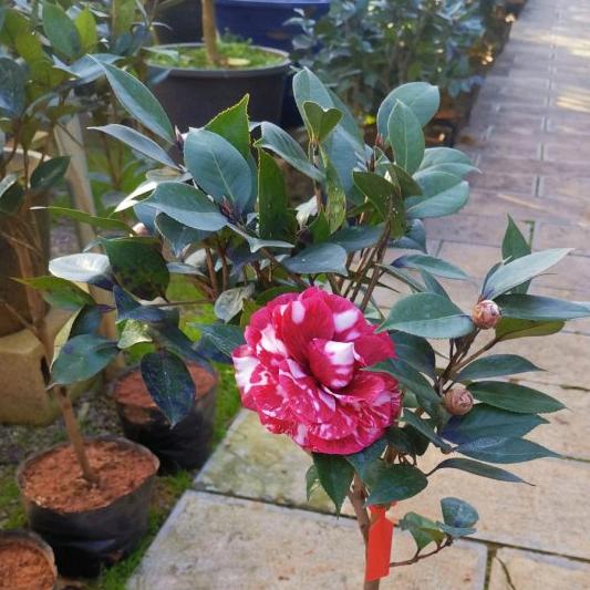 馨悦花园