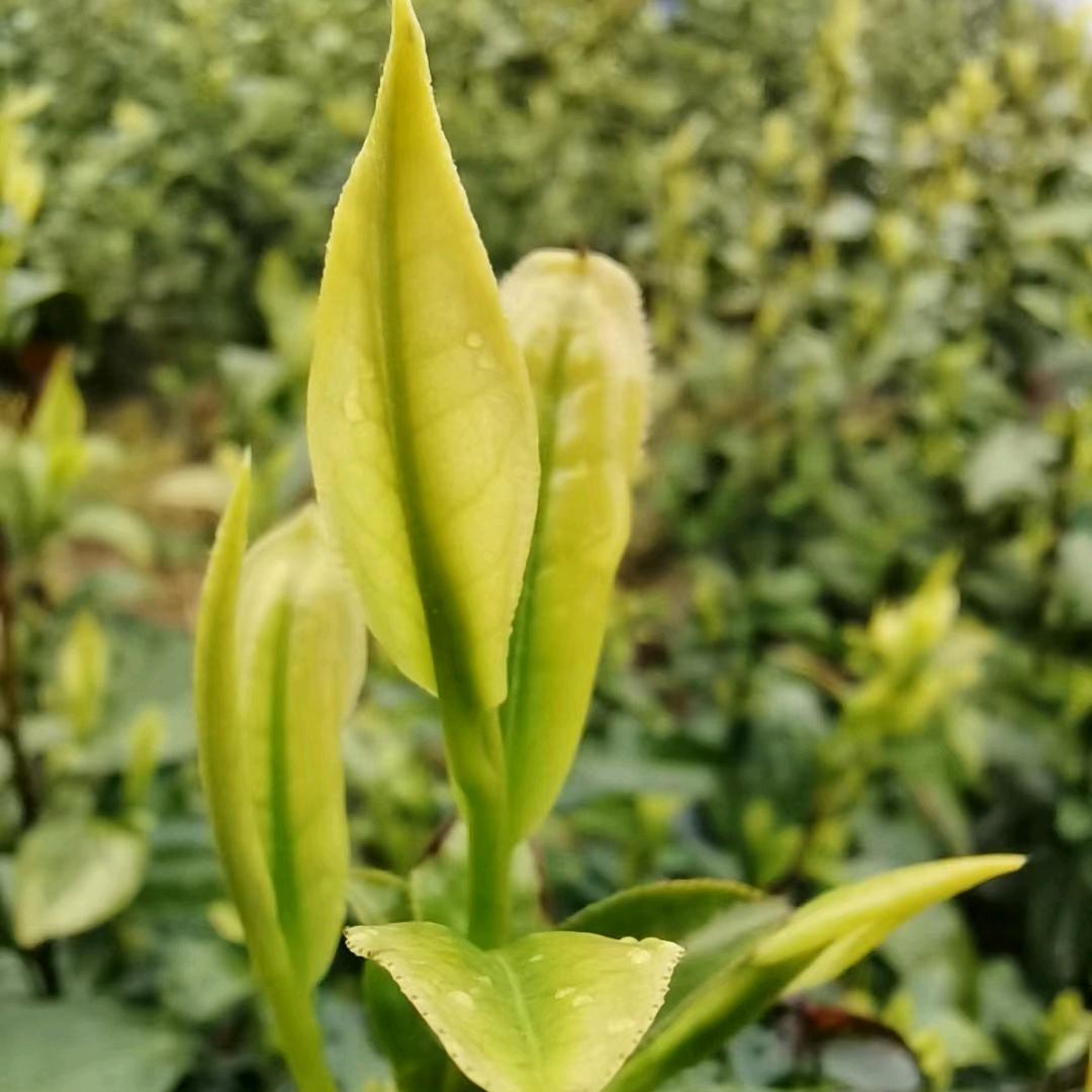 安吉初名茶叶经营部