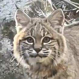 青阳子