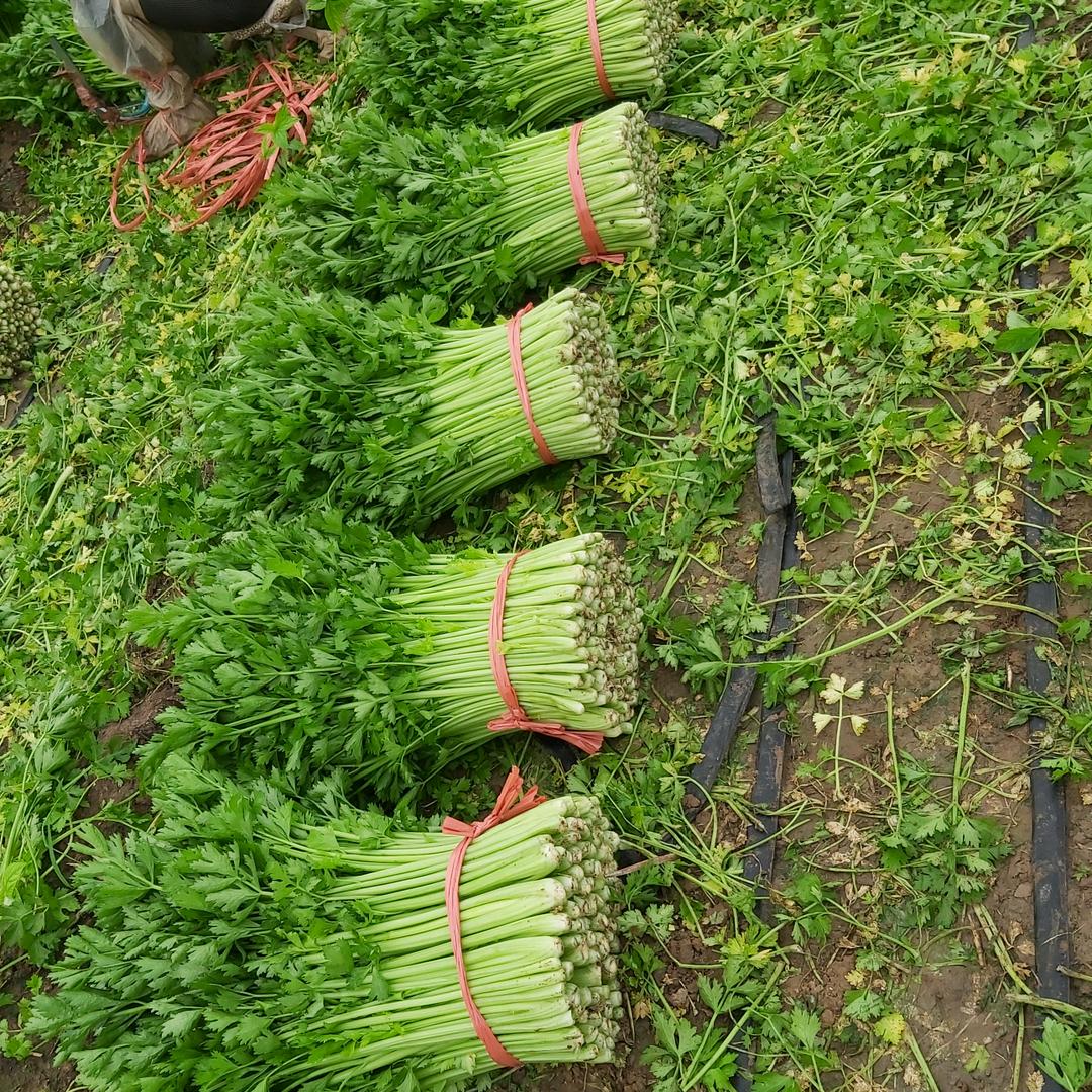 山东专业精品芹菜代办