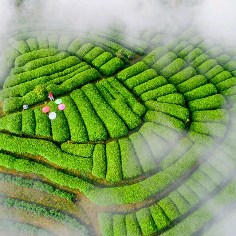 南岭仙岩 柘荣高山白茶源头茶企 核心产区