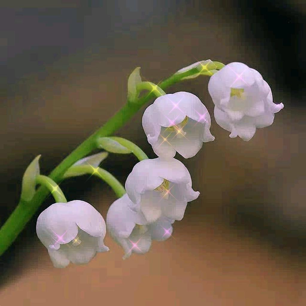 小芦铃