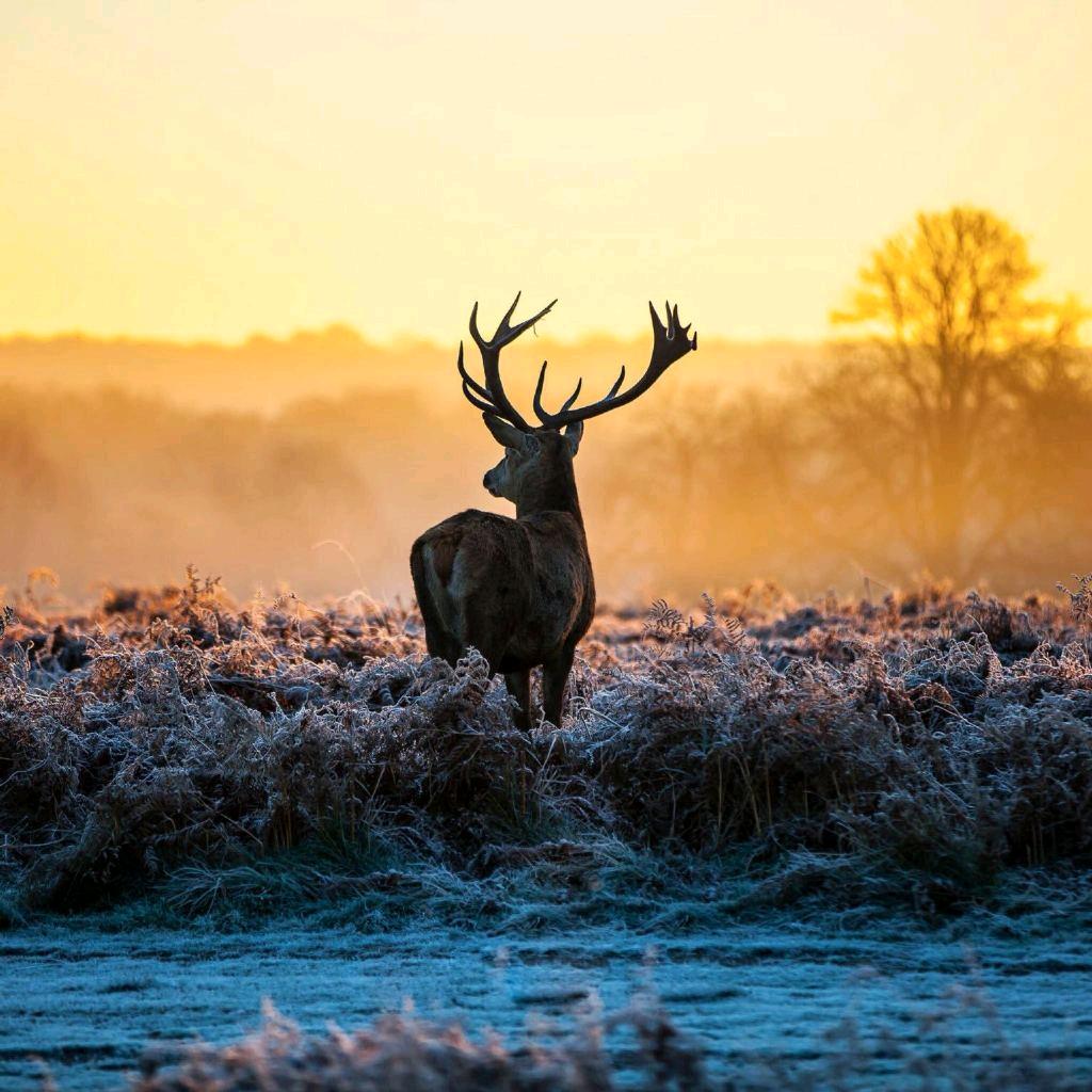 W*🦌