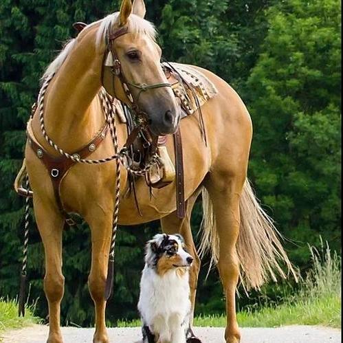 大王叫我来巡山