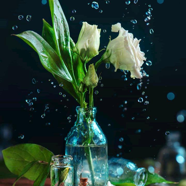 兰花花