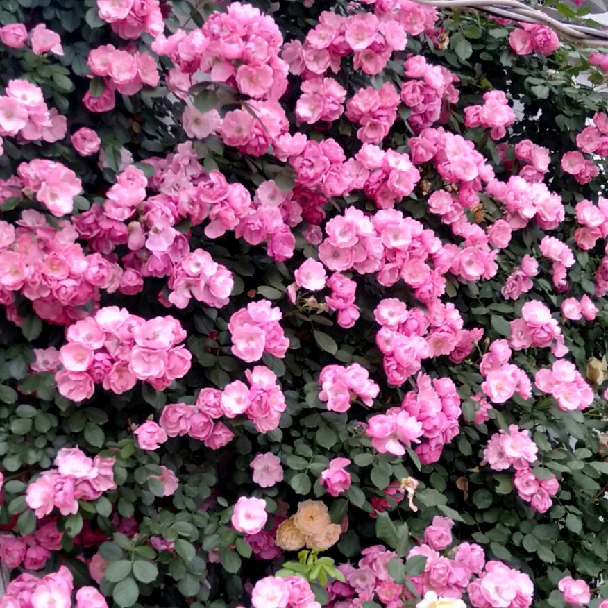 百合花香（孙幺妹）