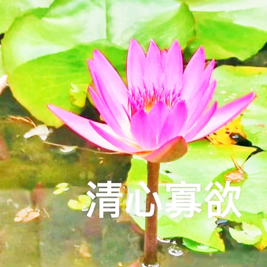 崔忠芳
